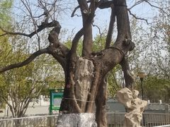 -大望京公园