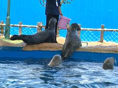 -芜湖新华联大白鲸海洋公园