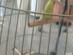 -爱派特动物医院·全科诊疗中心