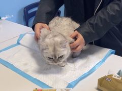 -瑞派福兴宠物医院犬猫全科·骨科·中西医结合(河东店)