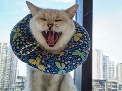 -怪兽屋·羊驼·猫咖·狗咖(俊华广场店)