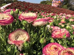 -上海鲜花港