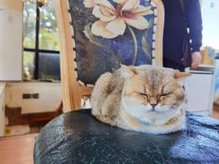 -猫小院猫主题咖啡厅(北锣店)