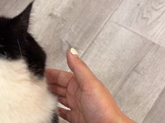 -BABIT巴比特宠物(MOMOPARK店)