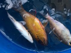 -小猫钓鱼海钓俱乐部(椰梦长廊店)