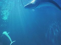 -多彩贵州城极地海洋世界