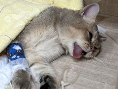 -北京观赏动物医院·24小时大型综合·猫专科·异宠专科
