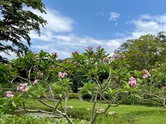 -中国科学院西双版纳热带植物园