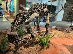 -自贡恐龙博物馆