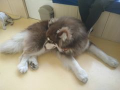 -芭比堂动物医院·犬猫全科·异宠专科(雁塔分院)