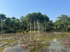 -中国科学院西双版纳热带植物园