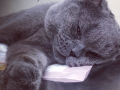 -康乐宝动物医院