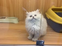 -欣宠猫屋·矮脚拿破仑·蓝金金渐层