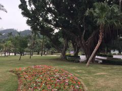 -野狸岛