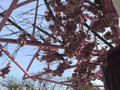 -长洲岛都市农业公园