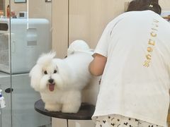 -momokira米努特·德文卷毛猫·棉花面纱犬