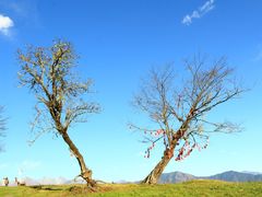 -硗碛藏寨·神木垒景区