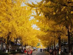 -四川大学(望江校区)