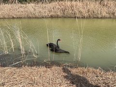 -泗洪洪泽湖湿地景区
