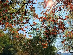 -广州市石门国家森林公园