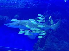 -成都浩海立方海洋公园