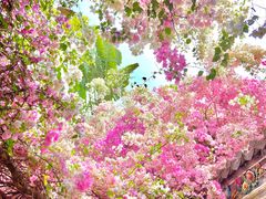 -深圳国际园林花卉博览园