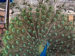 -J Create城市露营咖啡·简餐·宠物(上海动物园店)