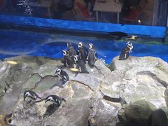 -上海海昌海洋公园