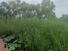 -翠湖国家城市湿地公园