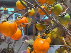 -BEAST野兽派(上海浦东嘉里城店)