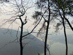 -铁山坪森林公园