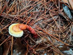 -武陵山森林公园