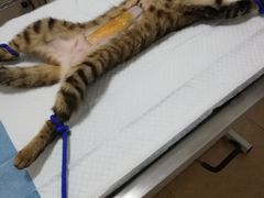 -灵美宠物诊所