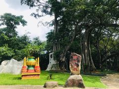 -瑞丽独树成林风景区