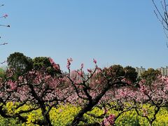 -南汇桃花村