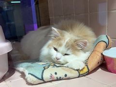 -FAELING PETS美天灵宠物(富力广场店)