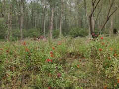 -合肥滨湖国家森林公园