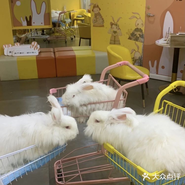 成都探店｜首家·安哥拉巨兔体验馆 超萌