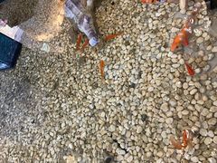 -宝燕海鲜(好爱店)