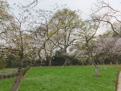 -西湖外事游船(花港观鱼码头)