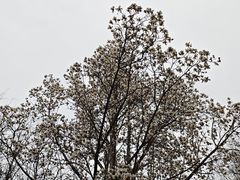 -晓林火锅(安定门店)