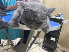 -佳雯宠物医院·皮肤科·内外科(春晓路分院)