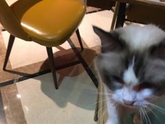 -猫色咖啡·猫咖