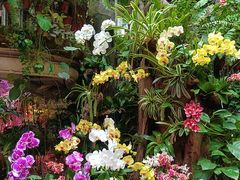 -正佳雨林生态植物园