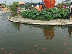 -白洋淀景区