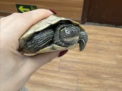 -瑞派·关忠动物医院·异宠专科·犬猫肿瘤·皮肤专科(望京店)