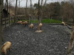 -溱湖国家湿地公园