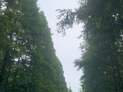 -日照海滨国家森林公园