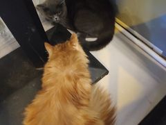 -平行世界·猫咖(首经贸店)