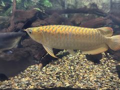 -萌宠奇缘(荣鼎店)